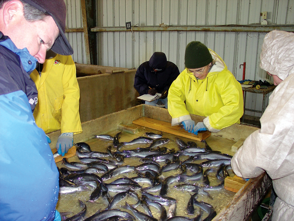 Article image for Modular advantages for catfish production