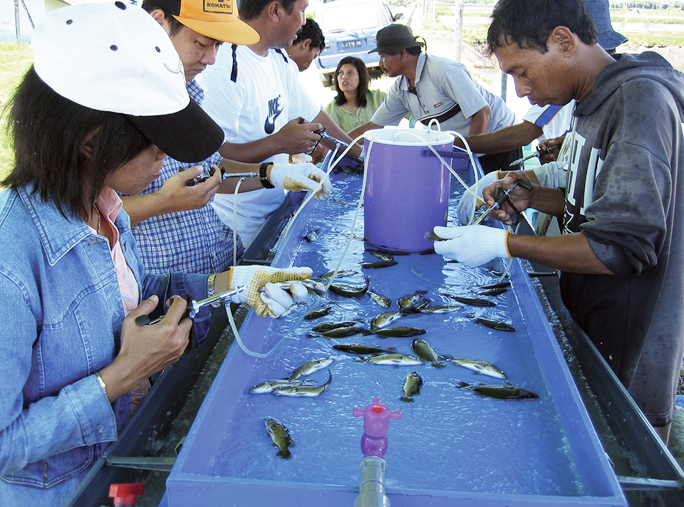 Article image for Health management of barramundi