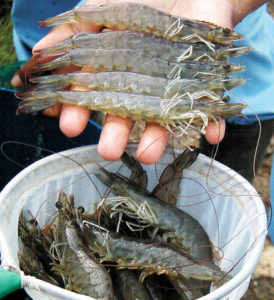 Coordinated production and marketing operations can help deliver quality shrimp of uniform size at harvest.