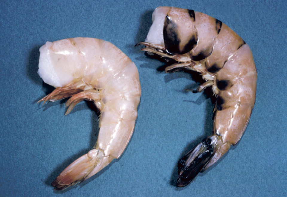 Article image for 4-hexylresorcinol: sulfite-free control for melanosis in crustaceans