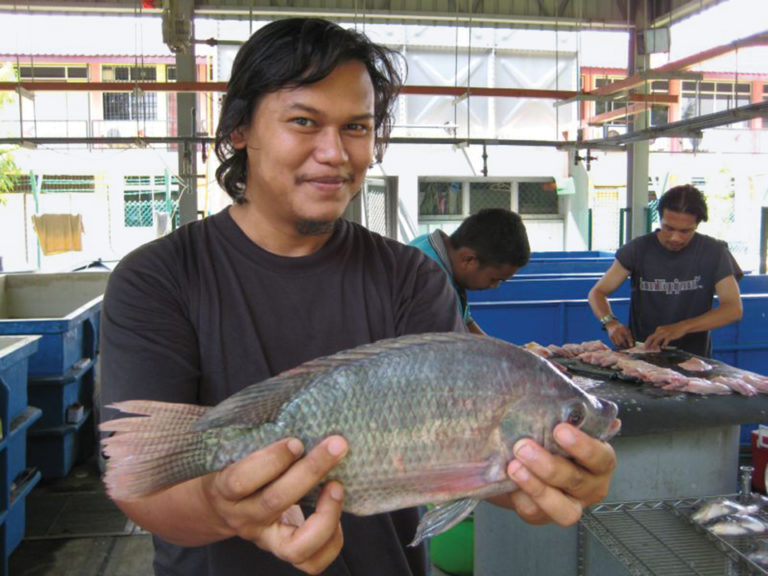 Article image for Transgenic fish: Risks and benefits