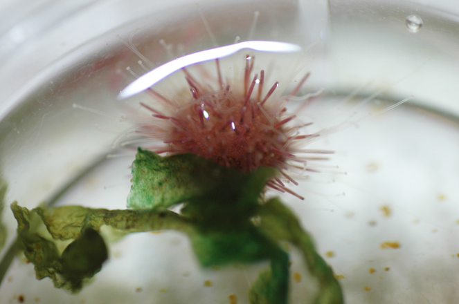 Article image for Researchers overcoming learning curve for production of sea urchin seedstock