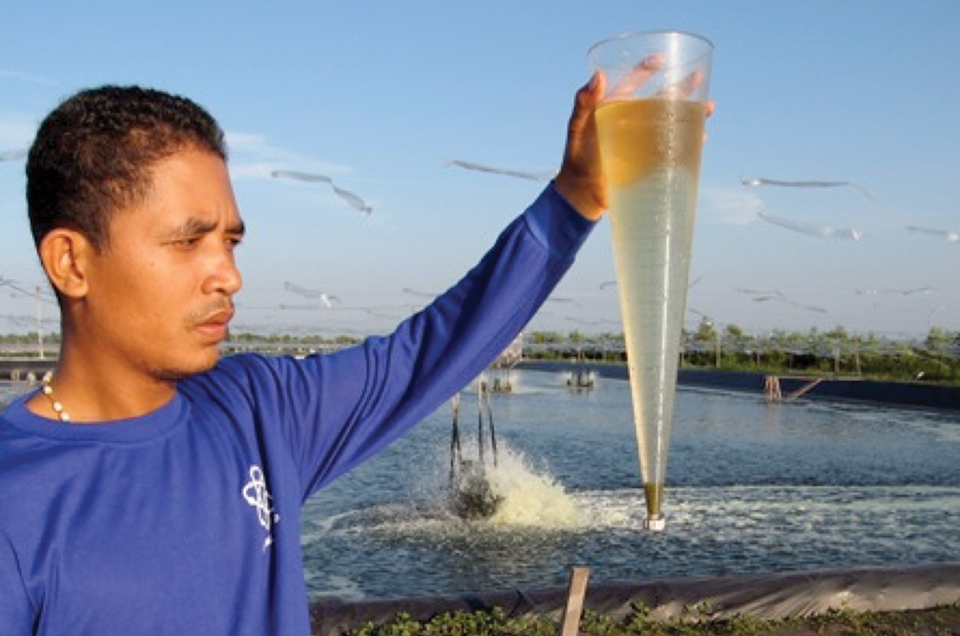 Article image for Partial harvest-biofloc system promising for Pacific white shrimp