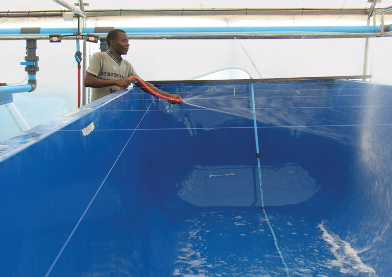 Article image for Chlorine an effective disinfectant in aquaculture