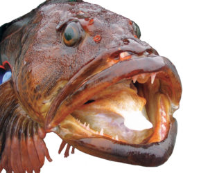 Lingcod stock enhancement under study as management tool in U.S. Pacific Northwest
