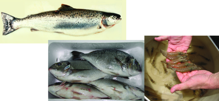Article image for Aquaculture genomics: Progress in identifying species genetics continues