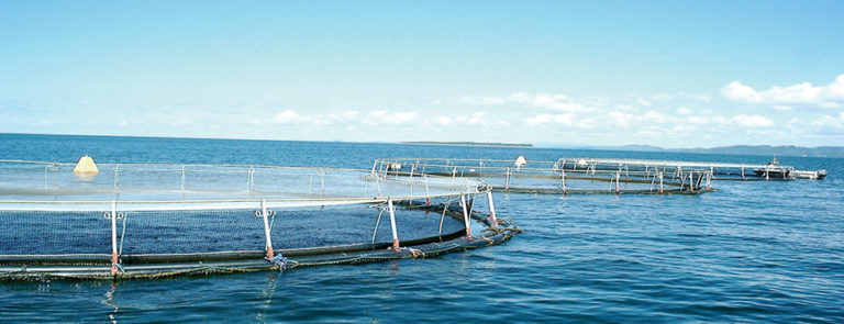 Article image for Tilapia culture in Lake Kariba, Zimbabwe