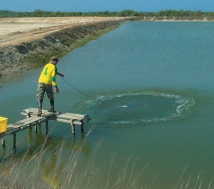 Fishmeal replacement in diets effective at shrimp farm trials