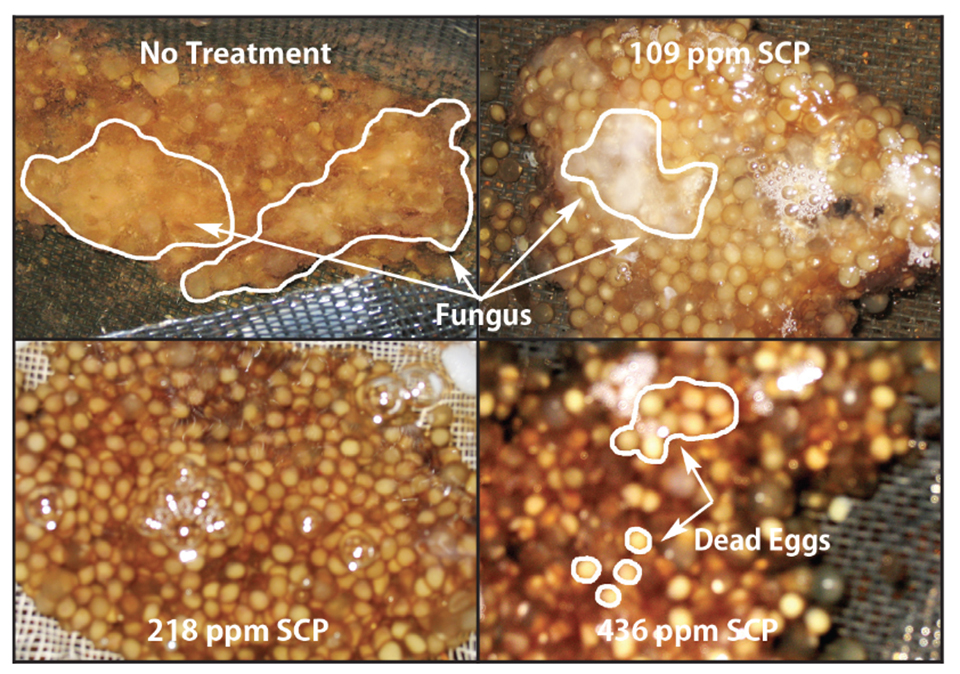 SCP comparable to hydrogen peroxide as catfish egg disinfectant