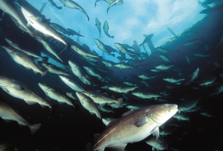 Article image for Groundfish aquaculture in Norway