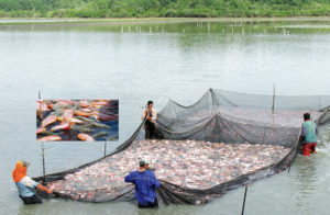 Tilapia culture in Ecuador