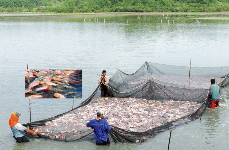 Article image for Tilapia culture in Ecuador