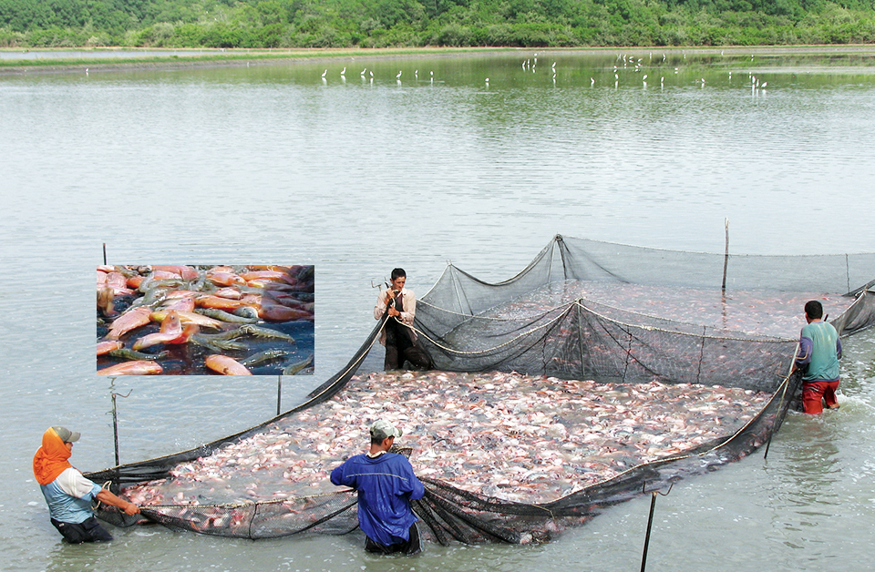 Chicoa Fish Farm