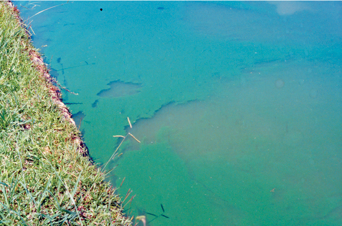Article image for Phytoplankton in aquaculture ponds