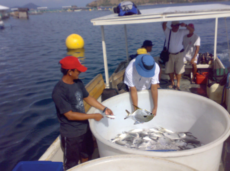 Article image for Philippines farmers apply ASA-IM high-density technology to raise marine fish