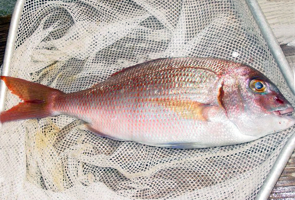 Article image for Atlantic red porgy aquaculture