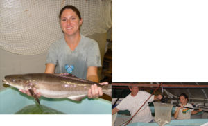 Trials advance low-salinity culture of cobia, pompano, other species
