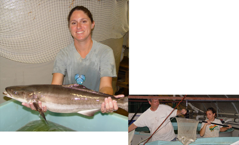Article image for Trials advance low-salinity culture of cobia, pompano, other species