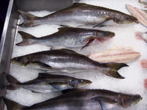 Cobia culture: Global production, markets, challenges