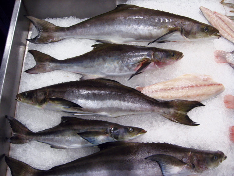 Article image for Cobia culture: Global production, markets, challenges