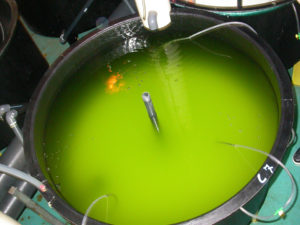 Algae alternatives serve in larval rearing of sea bream