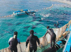 Tuna aquaculture faces challenges in continued growth