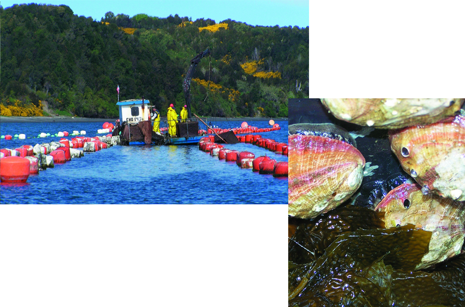 Article image for Mussels, scallops lead Chile’s mollusk industry