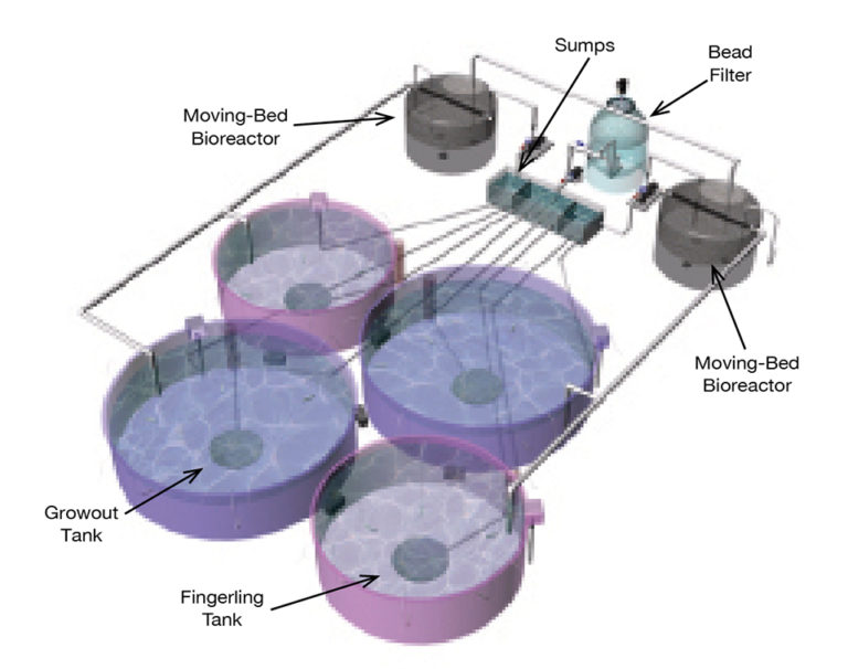 Article image for ‘Boutique’ RAS for spotted sea trout