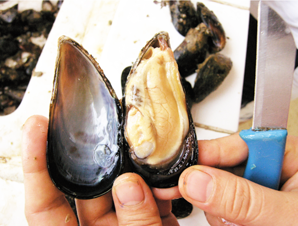 Article image for Government promotes shellfish culture in Turkey