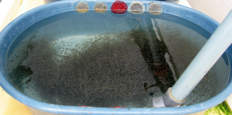 Article image for Tilapia fry perform similarly under varied photoperiods