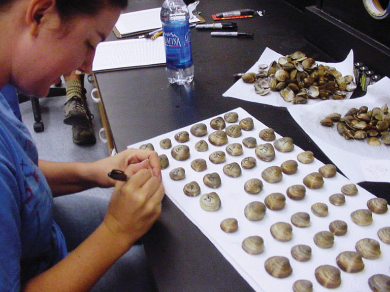 Article image for Triploid hard clams evaluated for Florida aquaculture