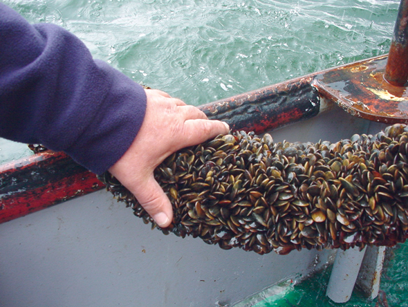 Article image for Shellfish innovations in the Netherlands: Mussel seed collectors