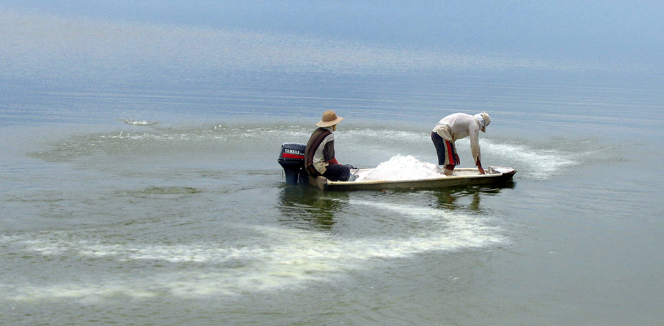 Article image for Calculating chemical treatments for aquaculture production