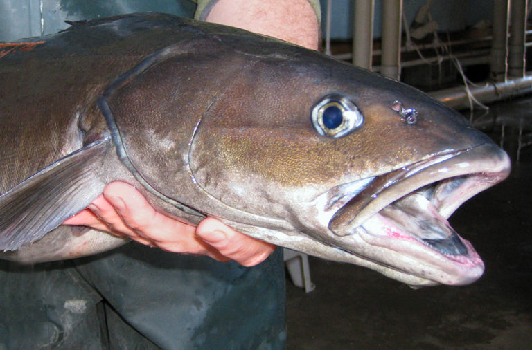Article image for Sablefish culture in the U.S. Pacific Northwest