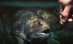 Spotted wolffish culture