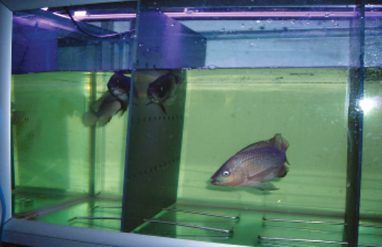Article image for Selective breeding can improve fish welfare