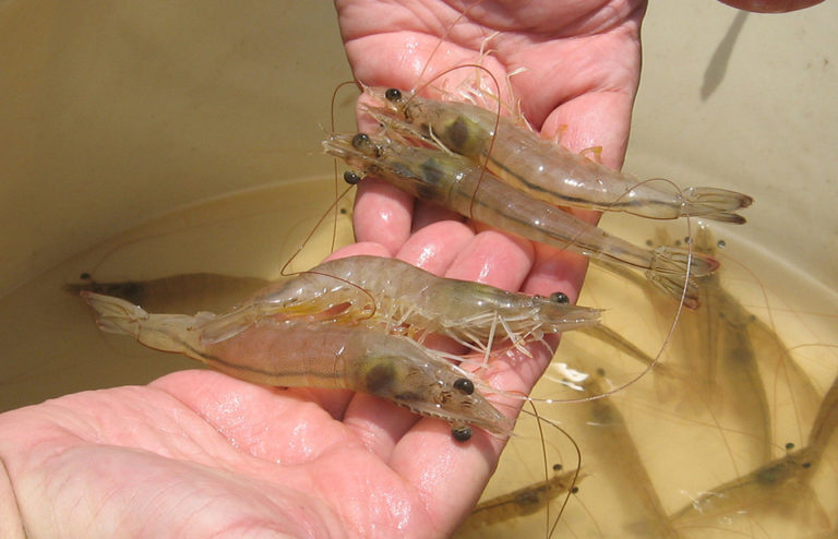 Article image for Specific pathogen free status advances shrimp culture