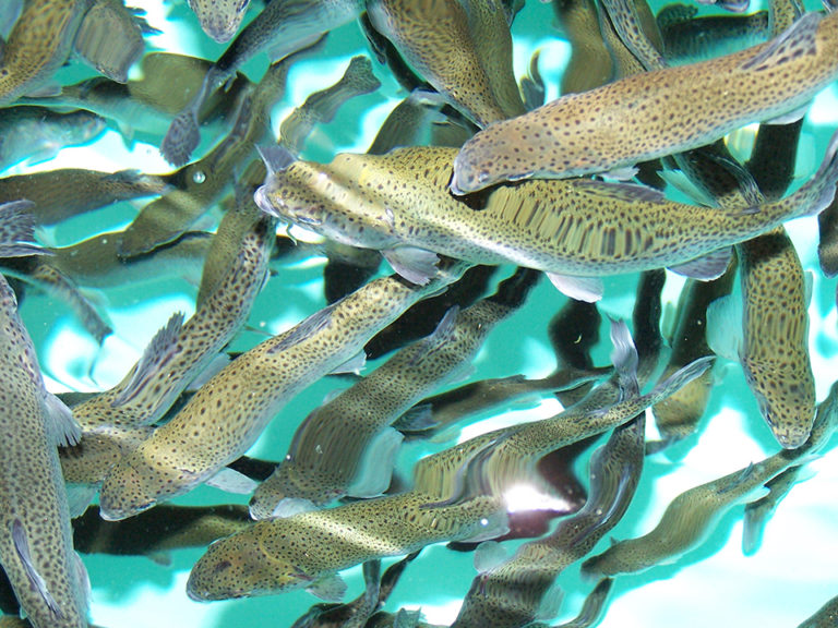 Article image for Genetically standardized trout stock to improve research