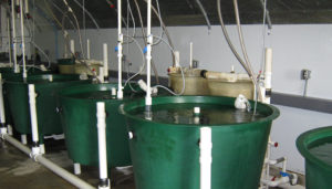 Evaluating low-energy recirculating system for inland production of marine finfish juveniles
