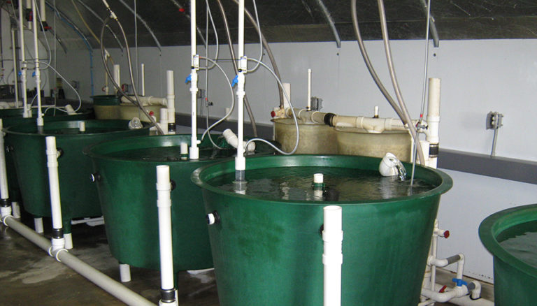 Article image for Evaluating low-energy recirculating system for inland production of marine finfish juveniles