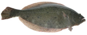 Southern Brazilian flounder