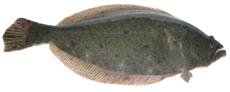 Article image for Southern Brazilian flounder