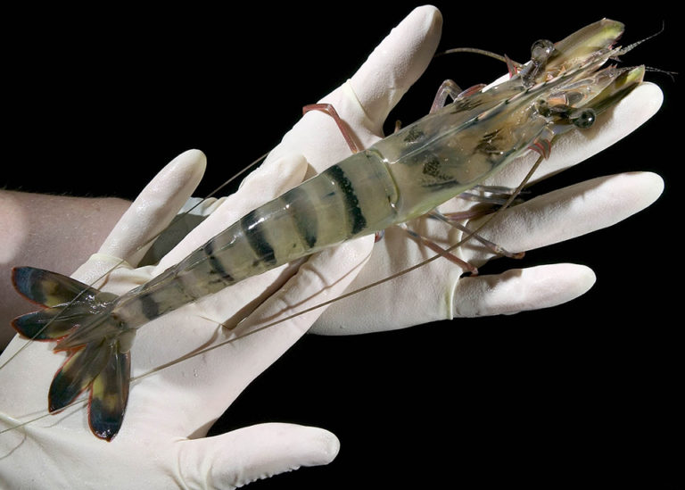 Article image for Challenges to commercializing shrimp triploidy