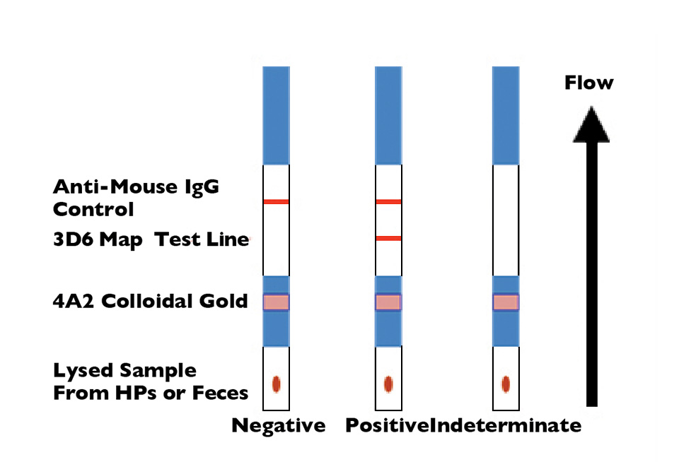 Article image for Rapid test detects NHP in penaeid shrimp