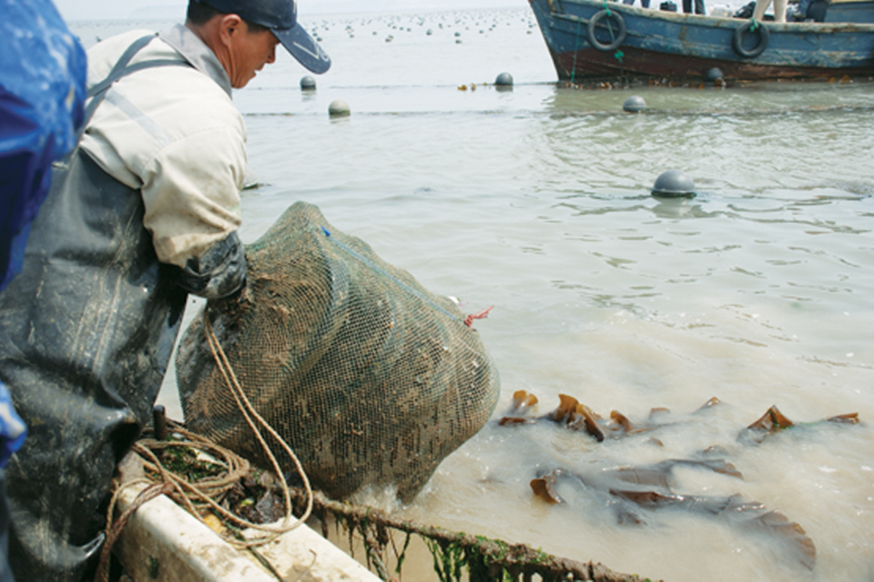 Article image for Sea cucumbers enhance IMTA system with abalone, kelp in China