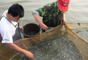 China’s limited paddlefish culture focused on meat production