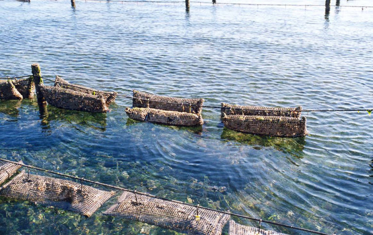 Article image for Oysters and the impacts of climate change