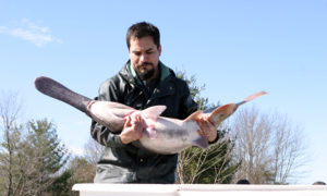 Wastewater reuse supports paddlefish project