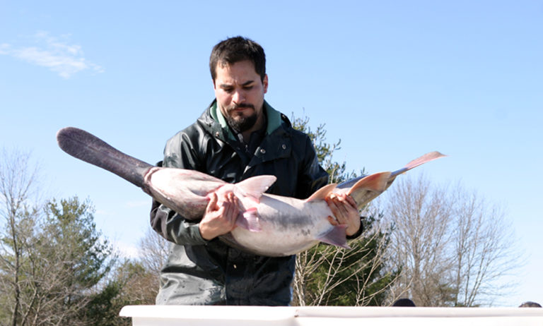 Article image for Wastewater reuse supports paddlefish project