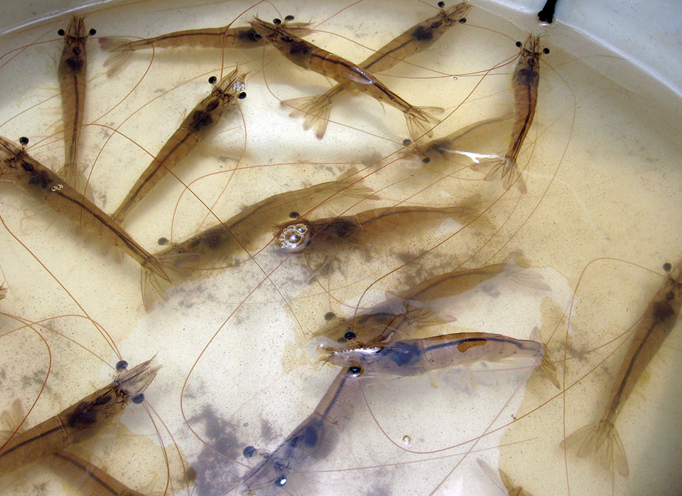 Article image for Enhancing immunity: Tools for protecting farmed shrimp